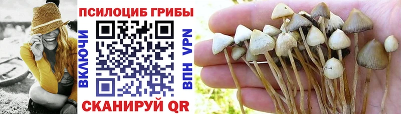 сколько стоит  Кинешма  Псилоцибиновые грибы Psilocybine cubensis 